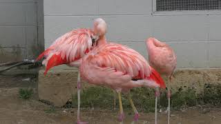 Chilean flamingo (Himeji city zoo, Hyogo, Japan) February 16, 2019