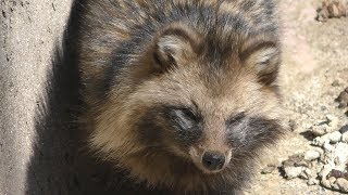 Raccoon Dog (Matsumoto AlpsPark Forest of birds and small animals, Nagano, Japan) April 4, 2019
