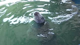 Spotted Seal (Okhotsk Tokkari Center, Hokkaido, Japan) June 26, 2019