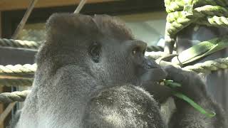 Western gorilla (Kyoto City Zoo, Kyoto, Japan) October 8, 2021