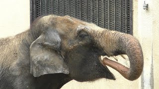 Asian elephant (Himeji city zoo, Hyogo, Japan) June 6, 2019