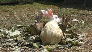 Rabbit (Kuma Kuma Garden, Akita, Japan) August 6, 2019