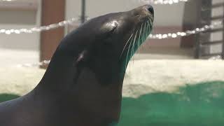 アシカワーフ (天王寺動物園) 2023年6月3日
