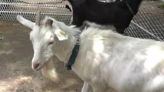 Goat (Shimizu Park Pony Ranch, Chiba, Japan) June 24, 2018