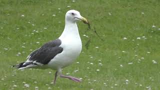 Slaty-backed gull