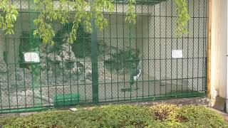 ホオジロカンムリヅルの鳴き声 (小諸市動物園) 2018年4月15日