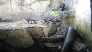 Asian short-clawed otter (Nasu Animal Kingdom, Tochigi, Japan) September 14, 2020