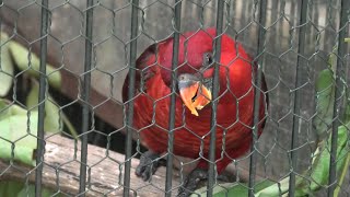 Cardinal lory (Saitama Children's Zoo, Saitama, Japan) September 15, 2020