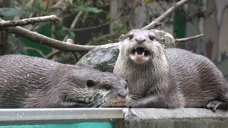 8 Asian short-clawed otters [3/3] (CHIKOZAN PARK ZOO, Saitama, Japan) September 19, 2020