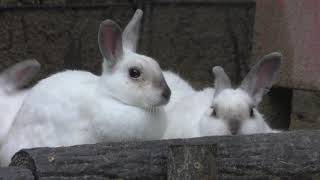 ウサギ (神戸市立森林植物園) 2018年9月15日