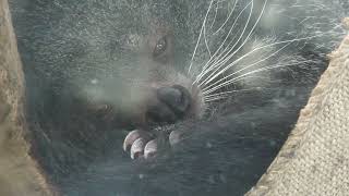 Binturong (Oji Zoo, Hyogo, Japan) October 14, 2021