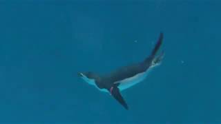 Penguin Underwater flight time (Nagasaki Penguin Aquarium, Nagasaki, Japan) December 24, 2017