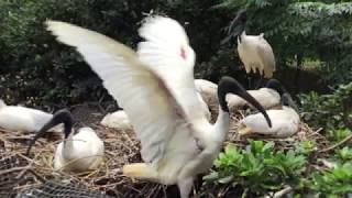 卵を温めるクロトキ (多摩動物公園) 2017年8月27日