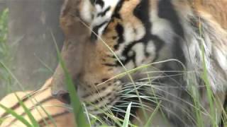 Bengal tiger (Kagoshima City Hirakawa Zoological Park, Kagoshima, Japan) July 29, 2018