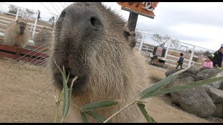 Capybara (“Soreiyu-no-Oka” (Le Soleil), Kanagawa, Japan) February 25, 2018