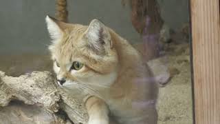 Sand cat (KOBE ANIMAL KINGDOM, Hyogo, Japan) October 24, 2021