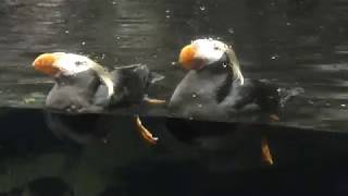 Tufted Puffin (Tokyo Sea Life Park, Tokyo, Japan) August 16, 2018