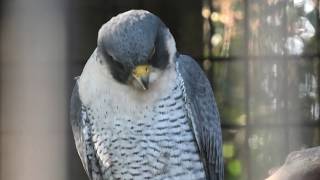 Peregrine Falcon & Owl (Miyazaki City Phoenix Zoo, Miyazaki, Japan) December 9, 2019