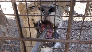 ライオン に餌やり体験 (群馬サファリパーク) 2018年11月10日