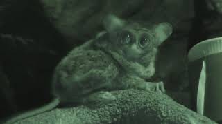 Spectral tarsier (Ueno Zoological Gardens, Tokyo, Japan) August 23, 2018
