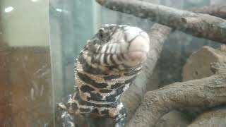 Argentine black and white tegu (Urayasu Traffic Park, Chiba, Japan) August 4, 2023