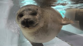 Ringed Seal (Osaka Aquarium KAIYUKAN, Osaka, Japan) October 1, 2021