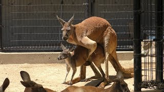 アカカンガルー　Red kangaroo
