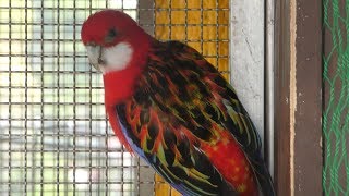 Parrots (Kujukushima Zoological and Botanical Garden Morikirara, Nagasaki, Japan) April 22, 2019