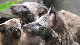 Baby Japanese Raccoon Dog (Higashiyama Zoo and Botanical Gardens, Aichi, Japan) July 22, 2021