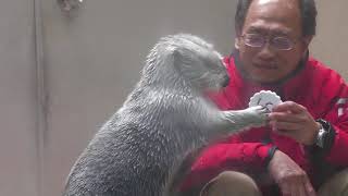 ラッコ のお食事タイム (鳥羽水族館) 2022年7月17日