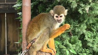 Common Squirrel Monkey (TOBU ZOO, Saitama, Japan) September 18, 2020