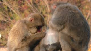 Japanese macaque (Nagano City Joyama Zoo, Nagano, Japan) November 3, 2018