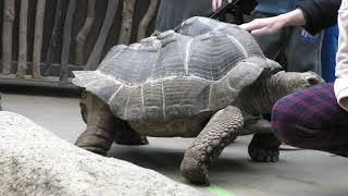 Aldabra giant tortoise & African spurred tortoise (KOBE ANIMAL KINGDOM, Hyogo, Japan) Feb. 8, 2019