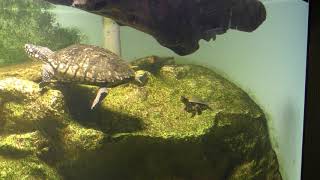 Black pond turtle & Indian roofed turtle (TENNOJI ZOO, Osaka, Japan) November 3, 2017