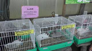 Rabbit (Nasu-kogen Minamigaoka Dairy, Tochigi, Japan) August 2, 2019