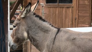 Donkey (TOBU ZOO, Saitama, Japan) September 18, 2020