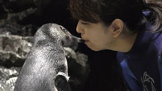飼育員さんと相思相愛のマゼランペンギン (すみだ水族館) 2017年10月29日