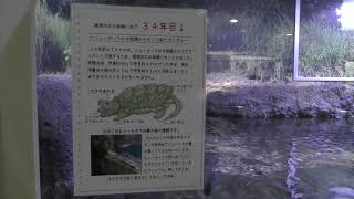 ワニガメ と カミツキガメ (姫路市立水族館) 2019年2月13日
