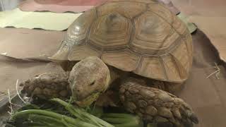 African spurred tortoise (MARUMIE PLAZA Animal world, Osaka, Japan) December 18, 2018
