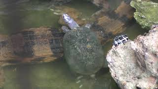 Crocodile & Turtle (Ueno Zoological Gardens, Tokyo, Japan) October 29, 2017