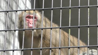 Japanese macaque (Fukuyama City Zoo, Hiroshima, Japan) February 25, 2019