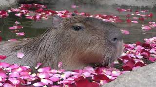 Capybara Spa (KOBE ANIMAL KINGDOM, Hyogo, Japan) February 8, 2019