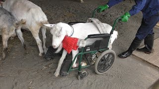 Goat in wheelchair (Obihiro Zoo, Hokkaido, Japan) July 6, 2019