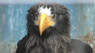 Eagle & Hawk (Obihiro Zoo, Hokkaido, Japan) July 6, 2019