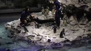 マゼランペンギン のフィーディングタイム (すみだ水族館) 2018年5月13日