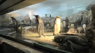 Penguin (Toyohashi Zoo and Botanical Park, Aichi, Japan) January 1, 1970
