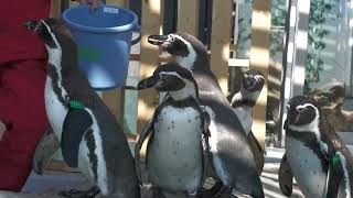 Skyside Garden | Humboldt penguin (átoa, Hyogo, Japan) October 30, 2021