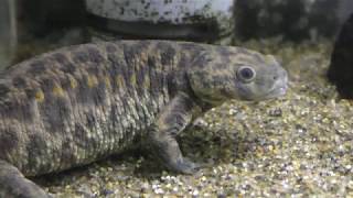 Sharp-ribbed salamander (Kasumigaura City Aquarium, Ibaraki, Japan) December 2, 2017
