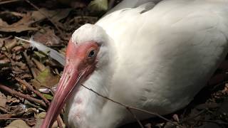 シロトキ　American white ibis