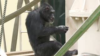 チンパンジー (東山動植物園) 2023年6月25日